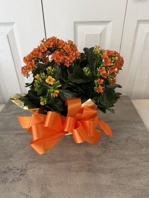 Kalanchoe from Aladdin's Floral in Idaho Falls